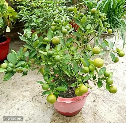 Platone Sweet Lemon Plant HBHJ43