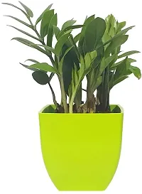 Platone ZZ Plant Natural Plant Decorative Air Purifying Indoor ZZ or Zamiifolia Plant (Zamioculcas Zamiifolia Plant)-thumb1