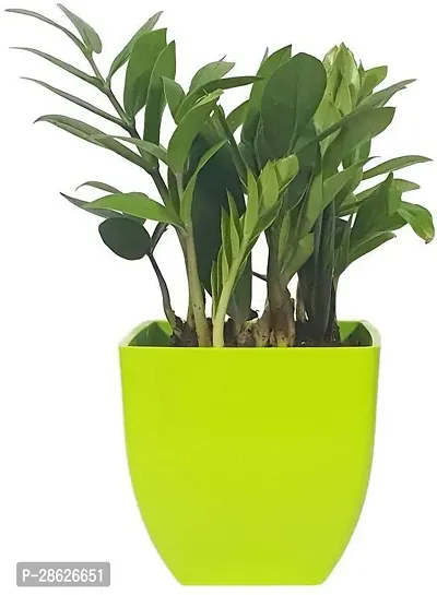 Platone ZZ Plant Natural Plant Decorative Air Purifying Indoor ZZ or Zamiifolia Plant (Zamioculcas Zamiifolia Plant)-thumb2