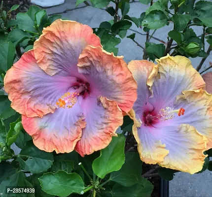 Platone Hibiscus Gudhal Flower Plant Hibiscus flower plant mixedMultiple cb-thumb0