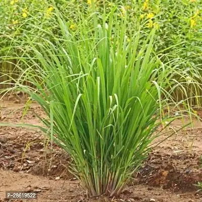 Platone Lemon Grass Plant lemon grass plant 7017