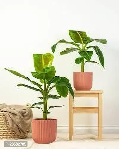 Platone Banana Plant BANANA PLANT KKFF-thumb0