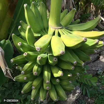 Platone Banana Plant Musa orinoko bananakanchkola