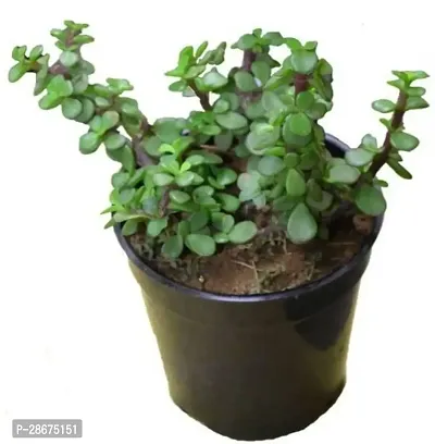 Platone Jade Plant Jade Plant 1-thumb0