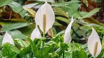 Platone Peace Lily Plant PEACE LILY OOI-thumb1