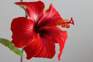 Platone Hibiscus Plant HIBISCUSREDREDSEBBARUTHI LIVE PLANT-thumb1