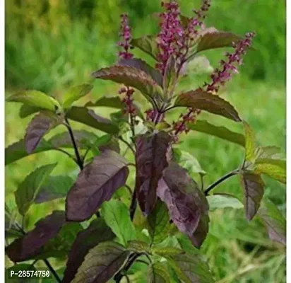 Platone Tulsi Plant Shyama Tulsi Plant