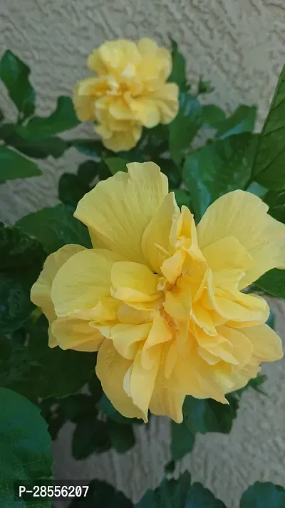 Platone Hibiscus Plant yellow hibiscus032