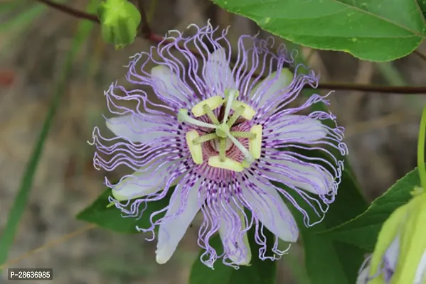 Platone Passion Plant Passion Flower Plant A33