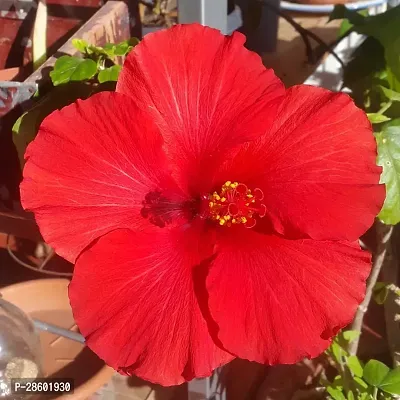 Platone Hibiscus Plant Hibiscus Red Live Flower Plant Disha-220831-thumb0