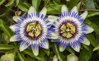 Platone Passion Plant Purpal RakhiPassion Flower-thumb1