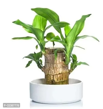 Brazil Bamboo Long Live Plant without Pot-thumb0