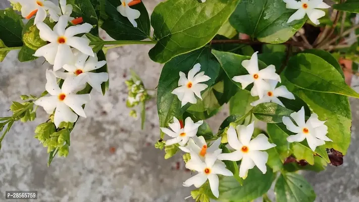 Platone Night Bloom Jasmine Plant SHIULI PHOOL PLANT