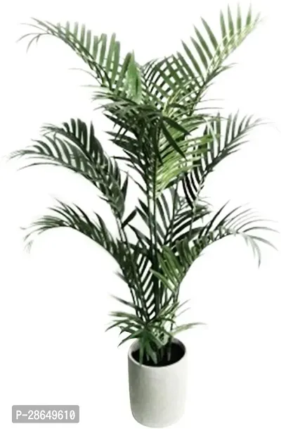 Platone Areca Plam E-GRDN_119-thumb0