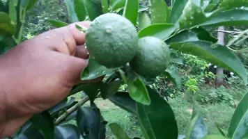 Platone Lemon Plant Vietnam malta Mosambi All Time Variety Grafted Fruit Live PlantsTree(1.5-2 Ft Size)-1 Healthy plant in Nursery-thumb2