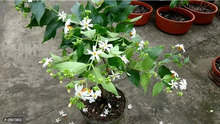 Platone Jasmine Plant SHIULI CHILD PLANT-thumb0