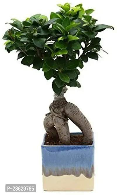 Platone Ficus Bonsai Plant CFGV12-thumb0