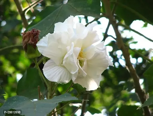 Platone Lotus Plant White Land Lotus-thumb0