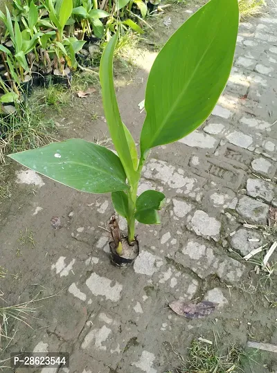 Platone Bird of Paradise Plant All Season Bird of Paradise Plant For Indian Climate - Grow In All Seasons CF_B191-thumb3