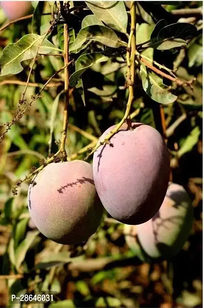 Platone Mango Plant GRAFTED PLANT GULAB KHAS MANGO