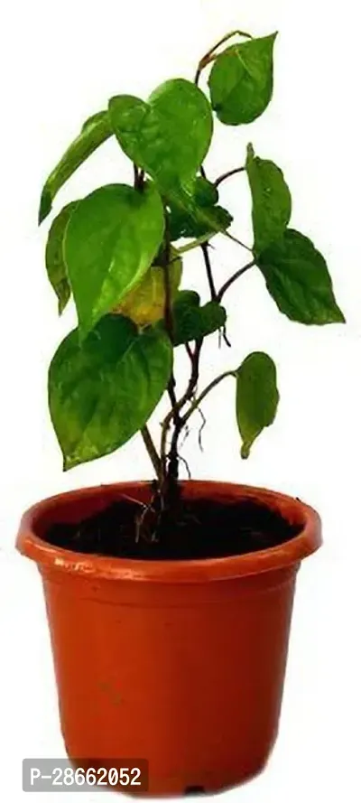 Platone Betel Leaf Plant Paan_P14