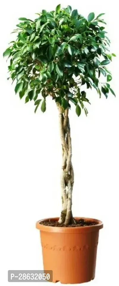 Platone Ficus Plant India Ficus Benjamina Plant Green freshPlant Good Luck Plant