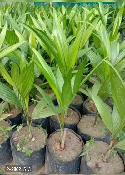 Platone Betel NutSupari Plant Hybrid Dwarf Arecanut 2 ft Betel Nut Live Plant (1 Healthy Plant)