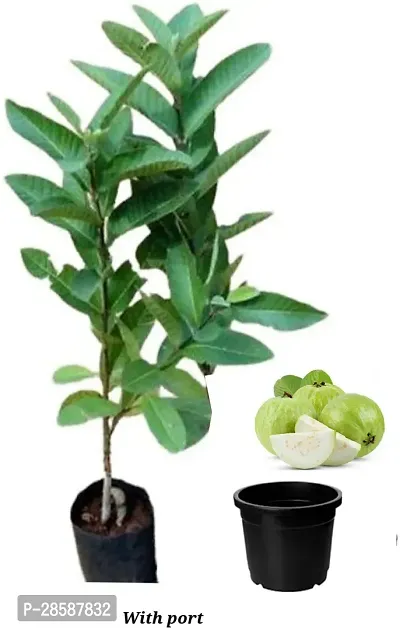 Platone Guava Plant Guava Plant-thumb0