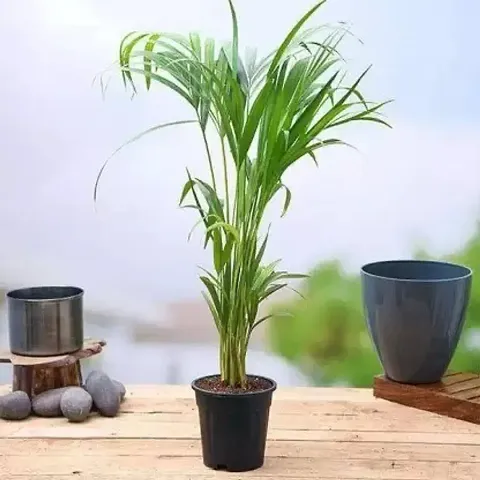 New Arrival Plant & Planters 