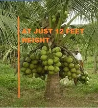 Platone Coconut Plant hybrid coconut tree H28-thumb1