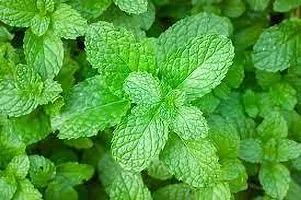 Platone Mint Plant MINT PLANT O988-thumb1