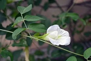 Platone Aparajita Butterfly Pea Plant Aparajita plant-thumb2