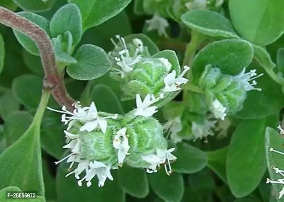 Platone Marjoram Plant SWEET MARJORAM PLANT