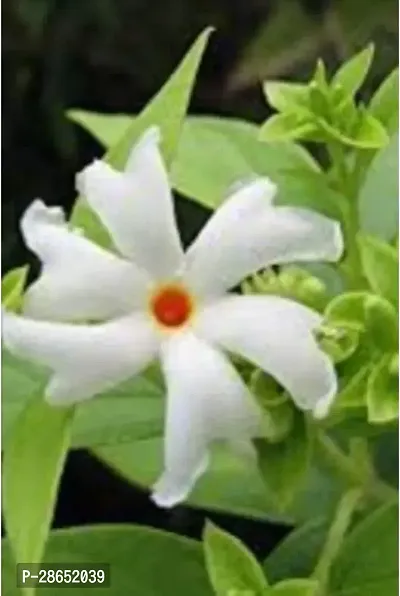 Platone ParijatHarsingar Plant Parijat_Seuli_PB016-thumb0