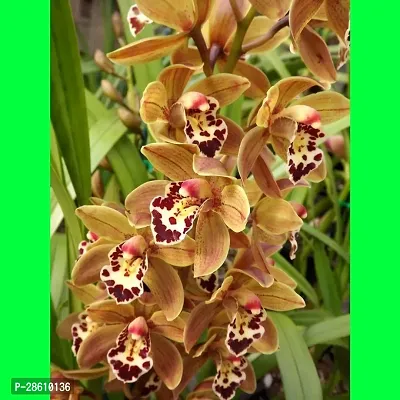 Platone Lily Plant VANDA_0 PUY32