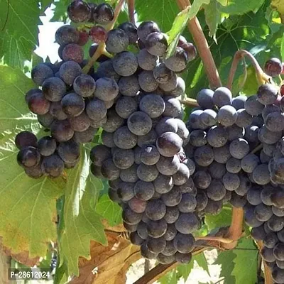 Platone Grape Plant GRAPES PLANT XXFFTT