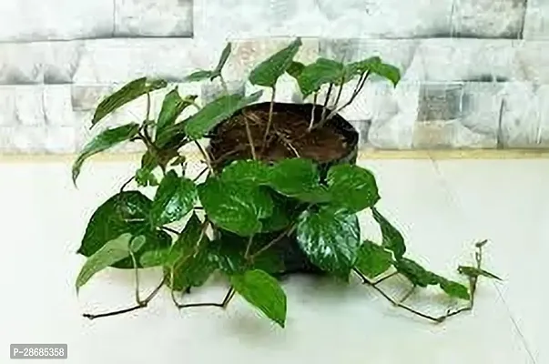 Platone Betel Leaf Plant BETEL LEAF BGG