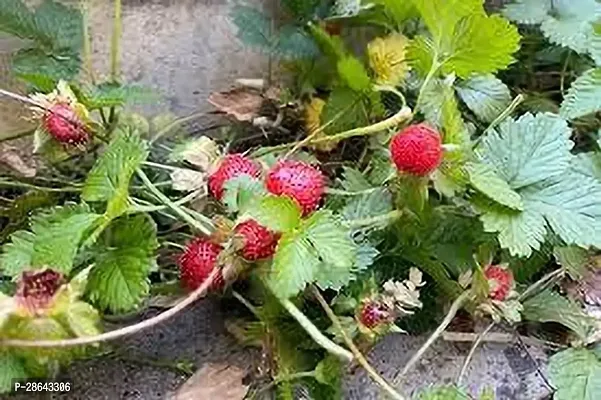 Platone Strawberry Plant STRAWBERRY PLANT POL-thumb0