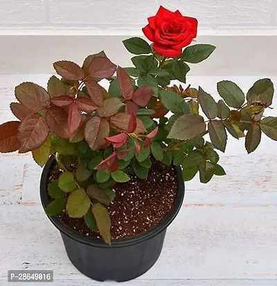 Platone Baby Sun Rose Plant Desi Rose flower plant 99-thumb0