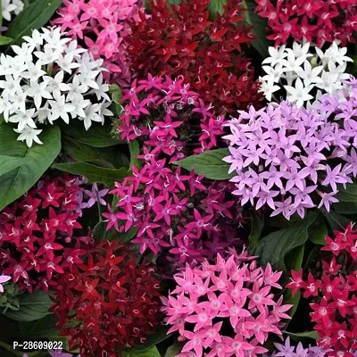 Platone ZZ Plant Rangan Ixora Plant-1