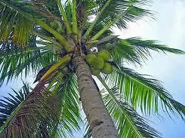 Platone Coconut Plant hybrid coconut tree H28-thumb2