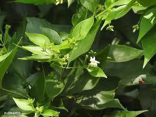 Platone Jasmine Plant SWHIULI PLANT