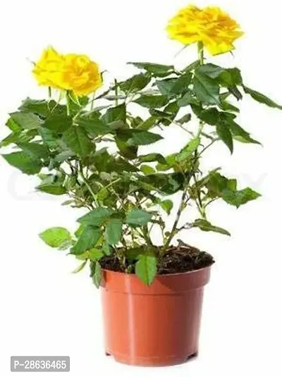 Platone Rose Plant RS2498