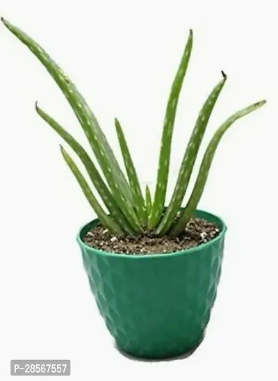 Platone Aloe Vera Plant Aloevera-thumb0