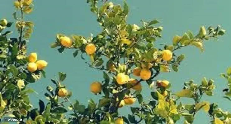 Platone Lemon Plant Live Plant Lemon Tree Hybrid For Home Garden Plant (1 Healthy Live Plant)