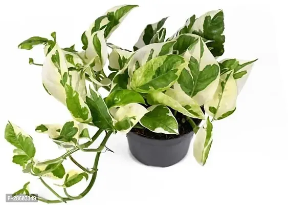 Platone Money Plant NJoy Photos Plant (Money Plant)