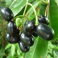 Platone Jamun Plant Jamun Fruit Plant With Pot-thumb2