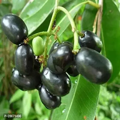 Platone Jamun Plant Jamun Fruit Plant With Pot-thumb3