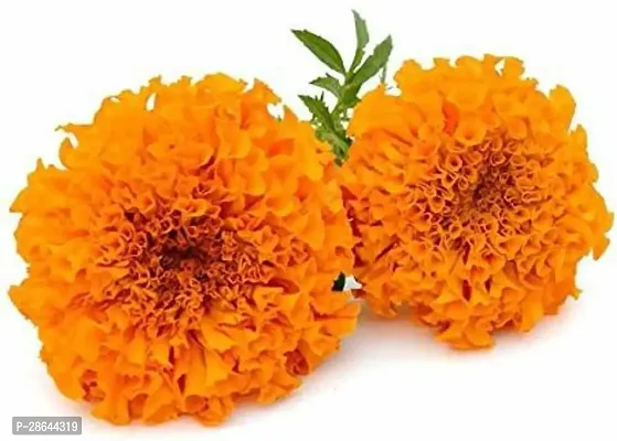 Platone Marigold Plant marigold90