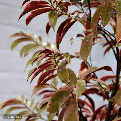 Platone ExcoecariaLaila Majnu Plant Lailamajnu Plant 01-thumb2